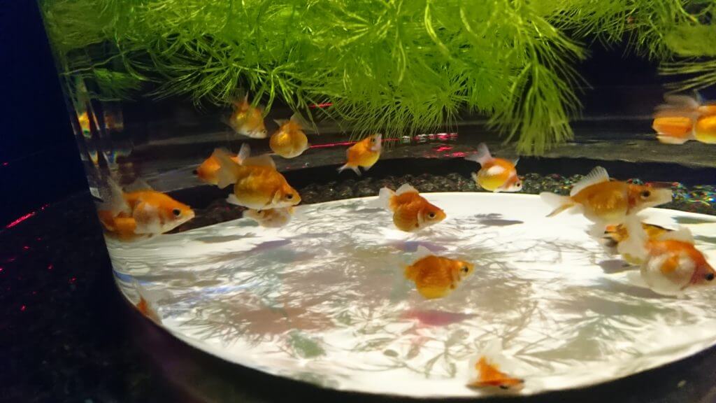 一番可愛かった金魚