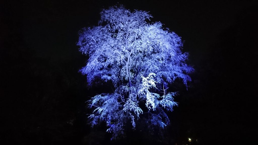 ライトアップしだれ桜