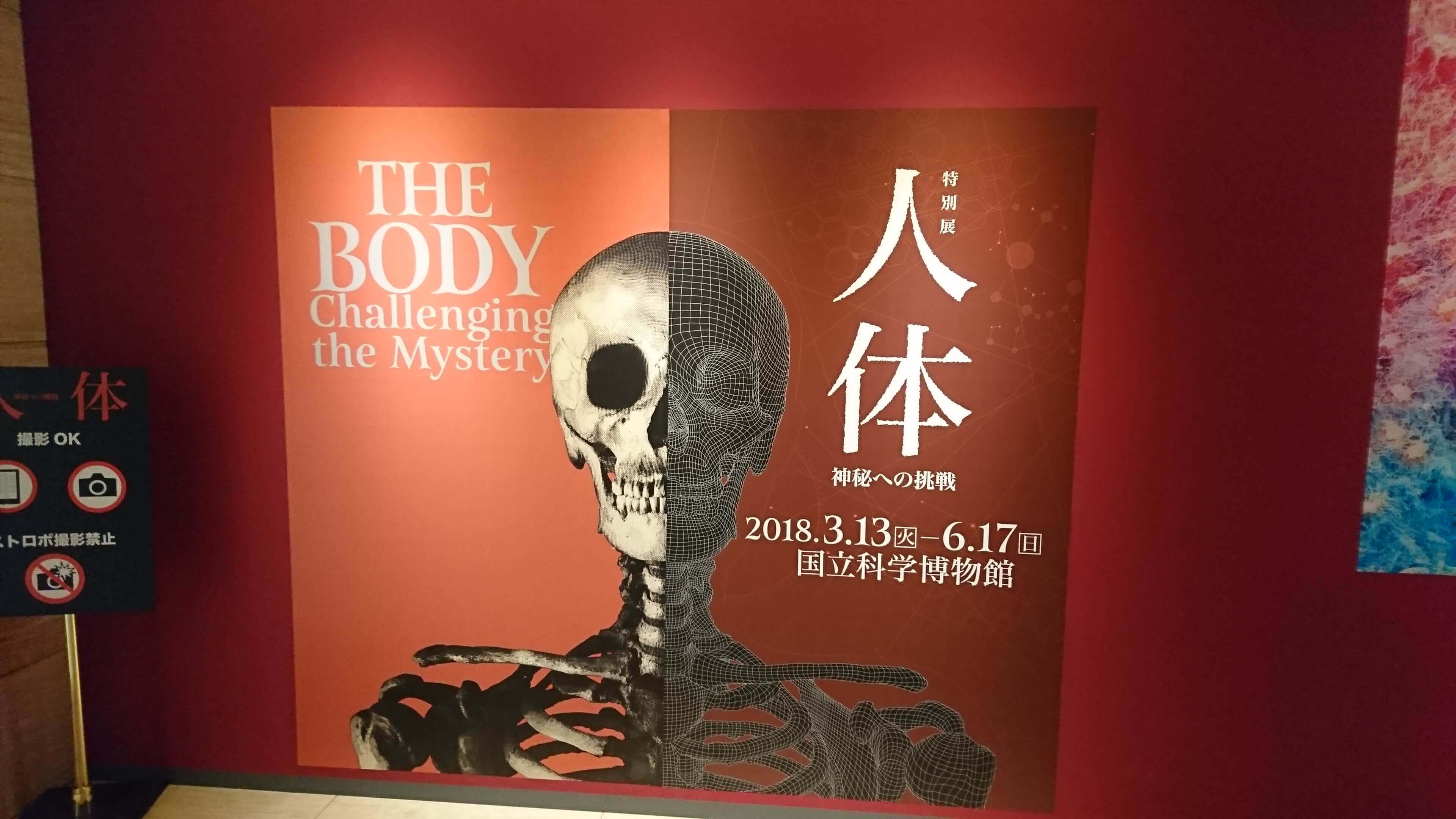 人体展