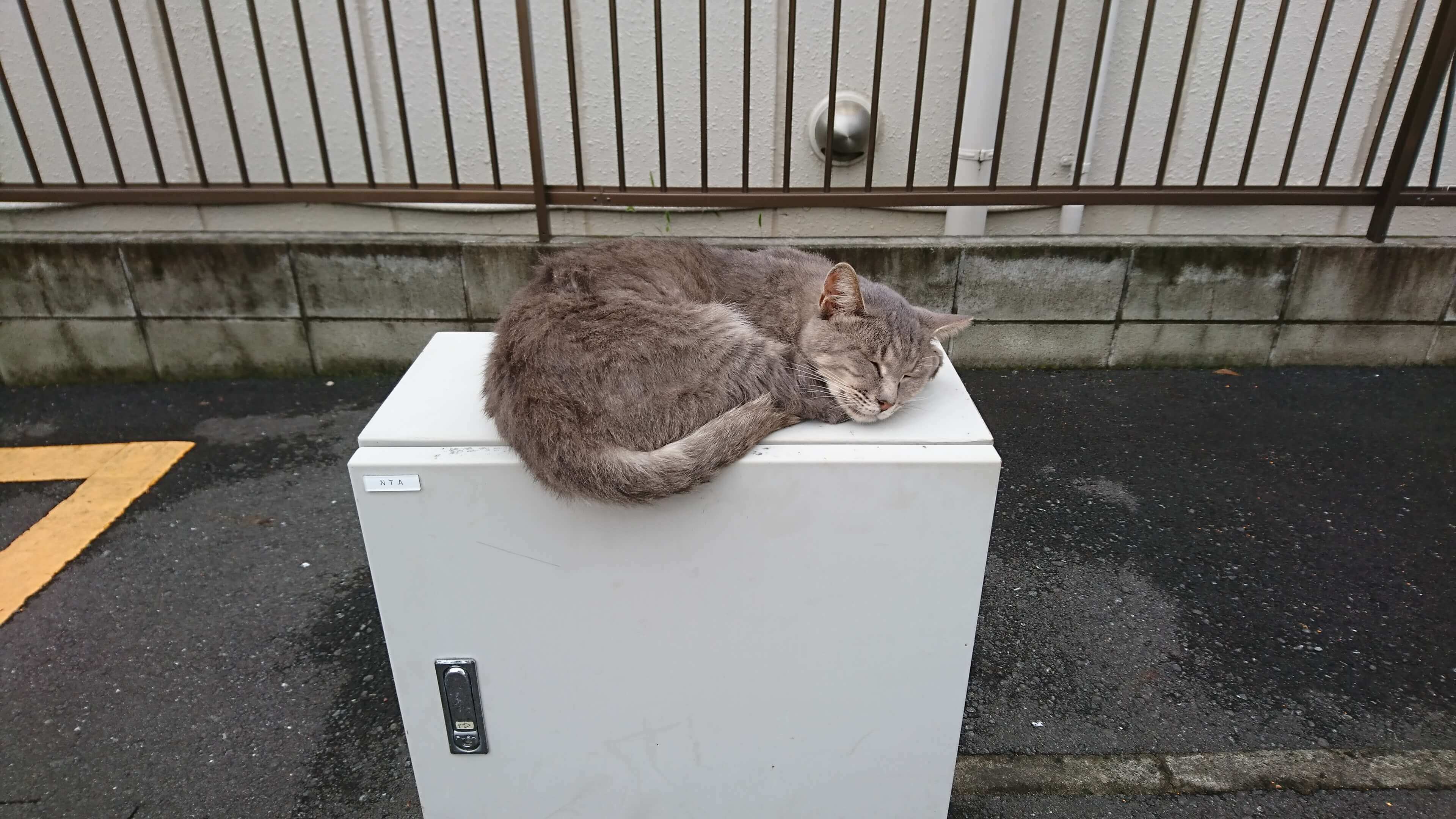 野良猫