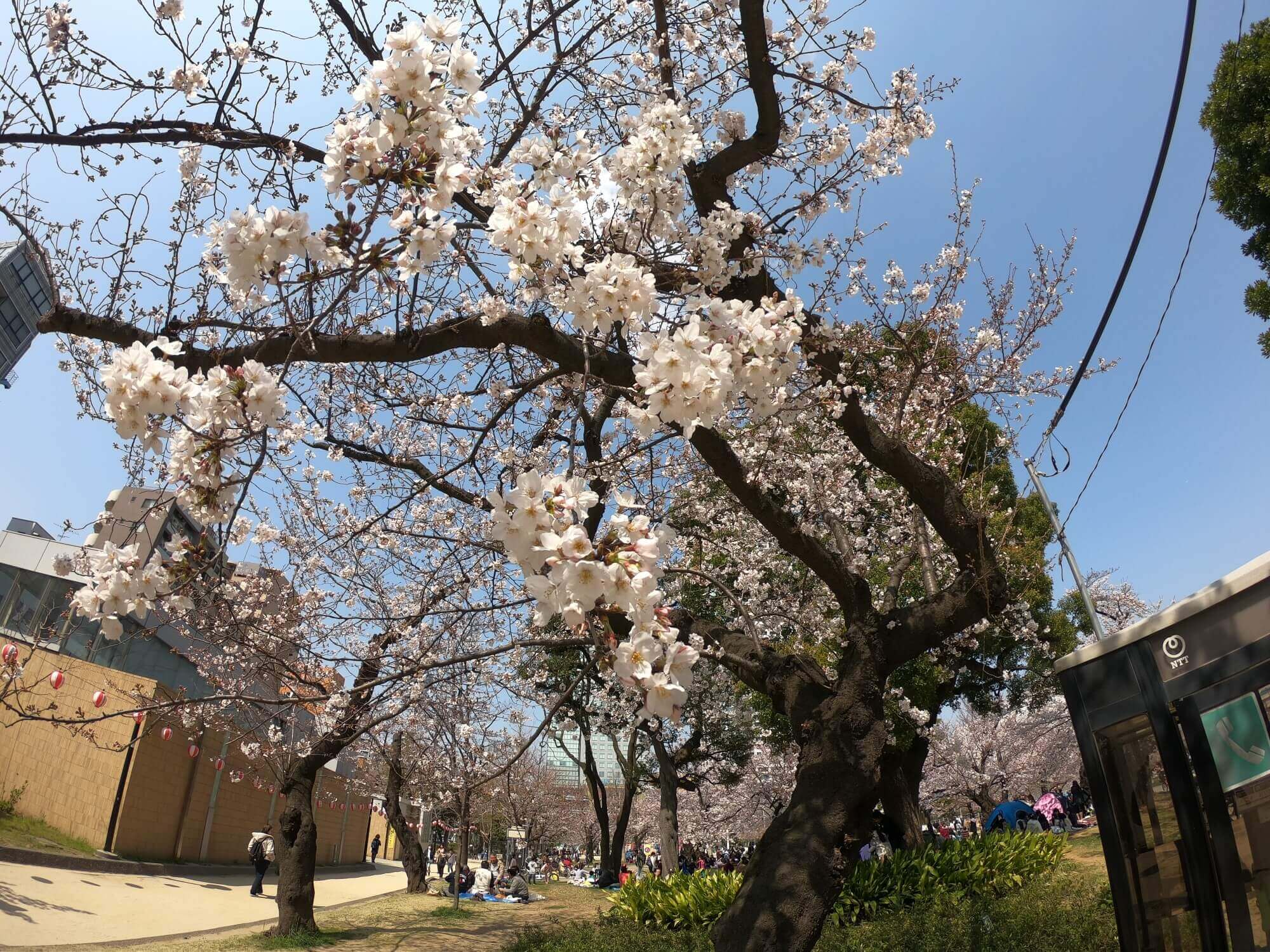 錦糸公園