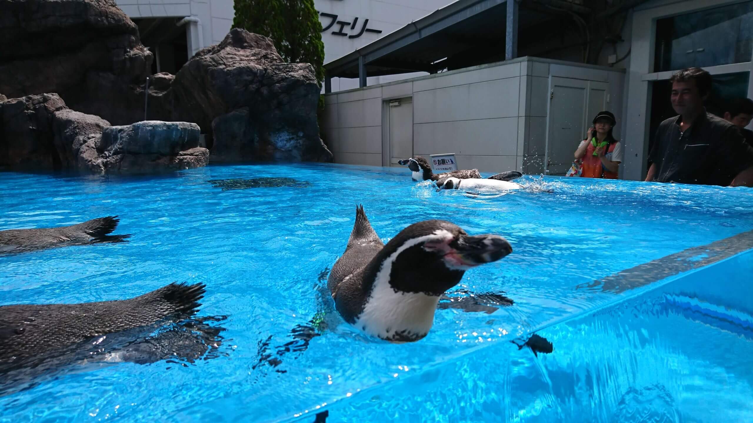 鳥羽水族館にいたペンギン